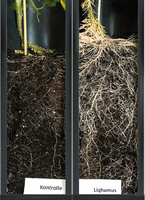 talaj terménykenység