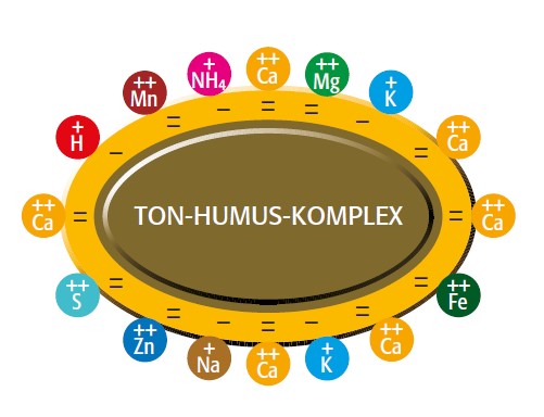 tápanyagraktározás