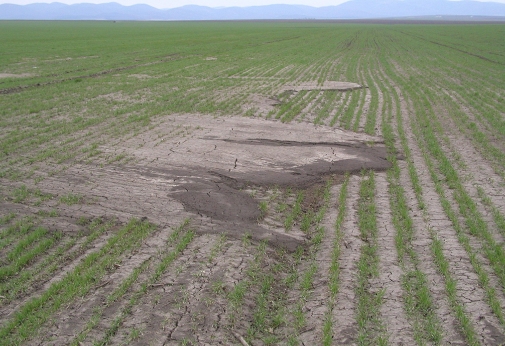 kilúgozódott talaj